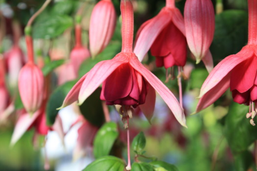 print a poster - Red Flowers - IMG_6675.jpg