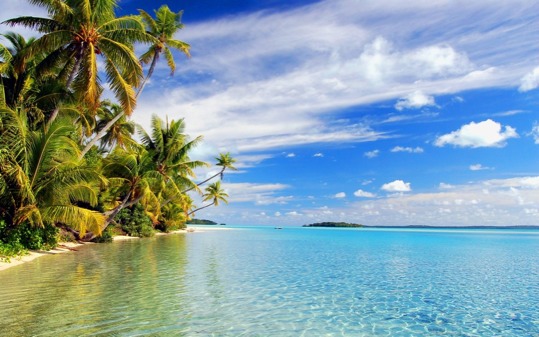 poster - Palm Tree Ocean Sky - 15462beachtropicalbeach.jpg