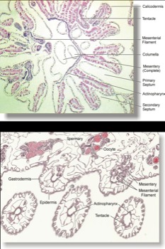 print a poster -  - histoanatomy.tif