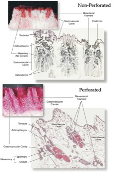 print a poster -  - perfvsnonperf.tif