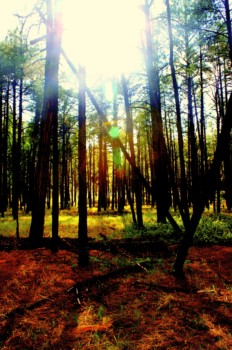 poster - Landscape Photo - _DSC2706.jpg