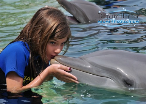 make - Dolphin Play, Blue t Shirt - 00110044.jpg