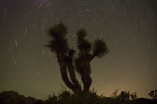 print a poster - Cactus Tree - DSC_0024.jpg