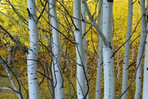print a poster - Tree - DSC00736.jpg