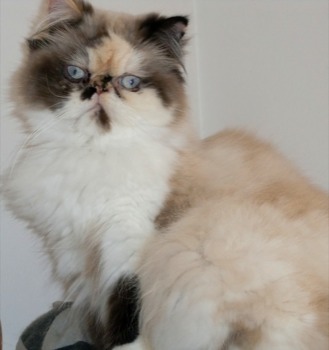 poster - Cat Picture - 001JPG.jpg