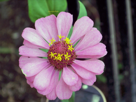 print a poster - Flower - Jessicas_FlowersPlants0810_13_edited_1.tif