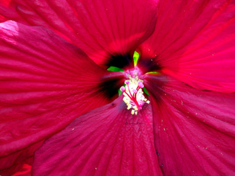 print a poster - Red Flower Petal - Kia_Now_NeonRed_8_edited_1.tif