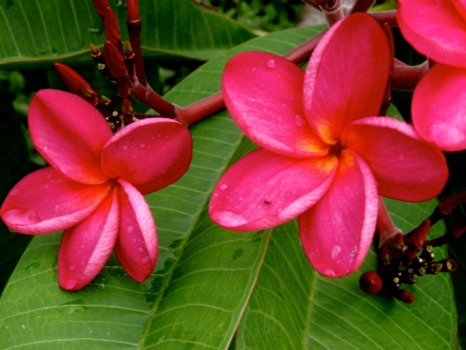 photo -  - flowersJPG.jpg