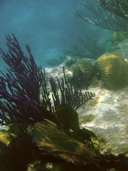 photo - Sea Floor Sea Plants Water - coral.jpg