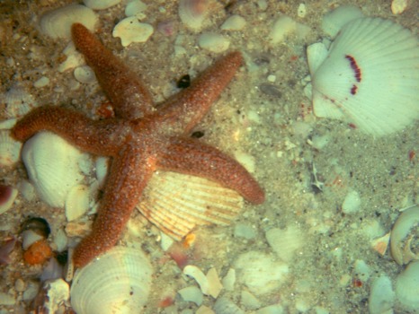 photo - Starfish - Starfish.jpg
