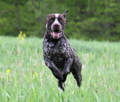 photo enlargements - Dog - Max_1.tif