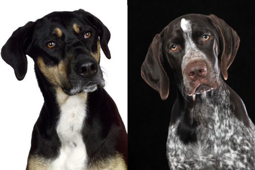 photo enlargements - Dogs - Patterson.tif