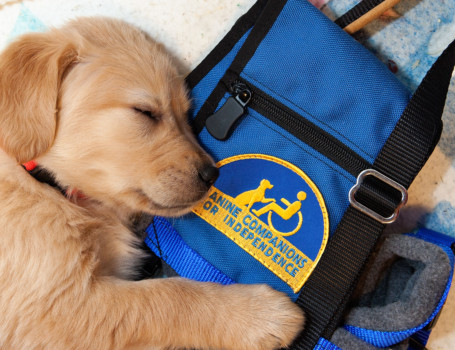 print a poster - Canine Companions For Independence - Pup_on_vest10x13_large.jpg