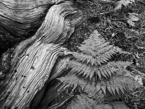 posterbrain -  - p10200274.jpg