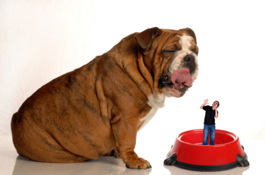 print a poster - Bulldog - 48.jpg