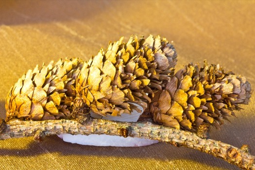 posterbrain - Three PinecOnes On Branch - IMG2005edited2.tif