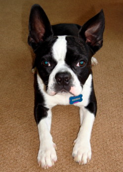 26x28 - Dog - DSC05676_1.jpg