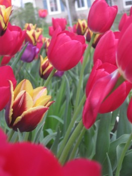 pictures -  - IMG_1004.jpg