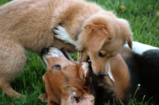 print a poster - Dogs - bk_Fight_1.png