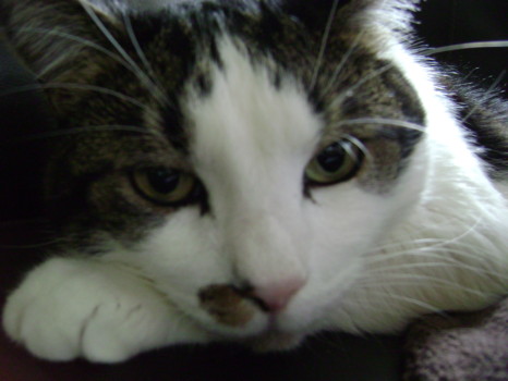 print a poster - Cat - DSC00010.jpg
