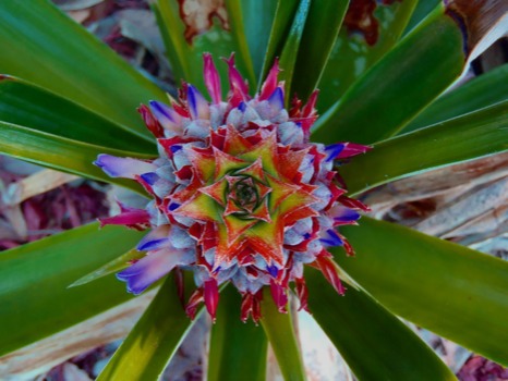 poster - Plant Color Combinations - pineapple1.jpg
