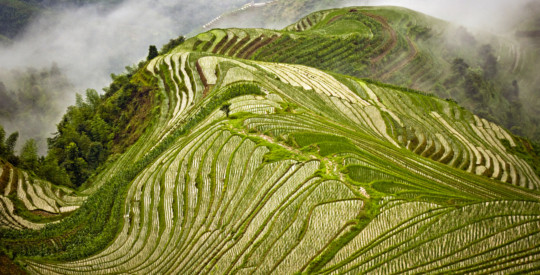 posterprintshop - Green Hillsides - sapa_vietnam.jpg
