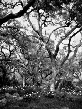 where - Trees - IMG_0981.jpg