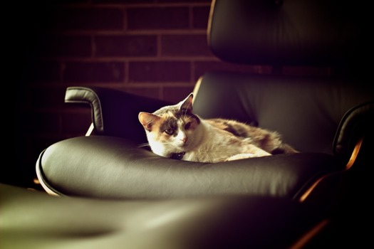 make posters from photo - Cat - 20110314at141320.jpg