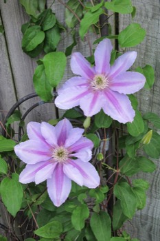 24 x 36 poster printing - Purple Flowers - IMG0344t2.tif