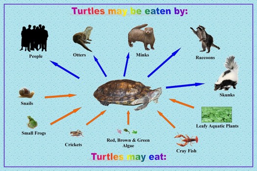 posterbrain - - TurtlewhattheyeatWhoeatthem3.jpg