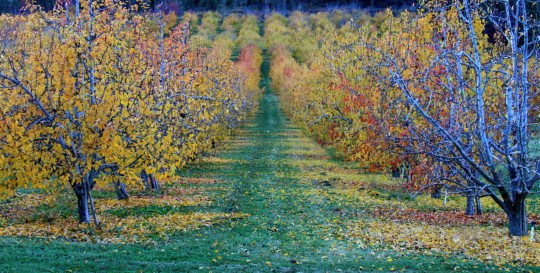 cheap - Trees - IMG_0016.jpg
