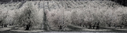cheap - Trees - IMG_0027.jpg