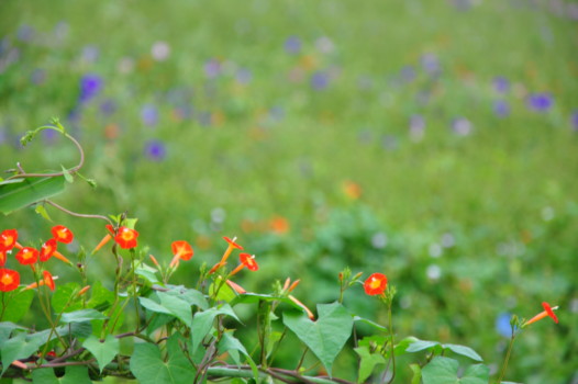 print a poster - Orange Flowers - DSC_5053.jpg