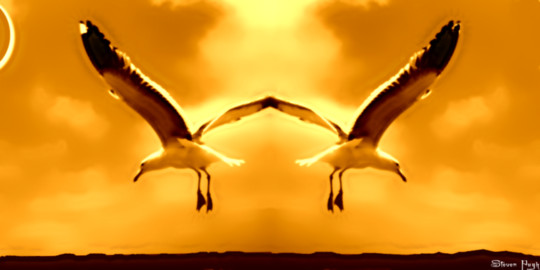 where - Seagulls - together.png