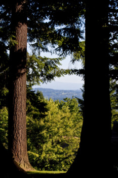 print a poster - Trees - Woods_2.tif