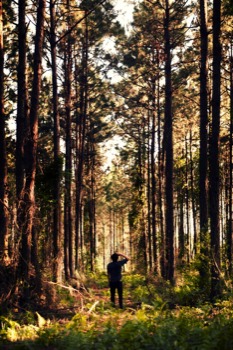 online - Forest - Day100.tiff