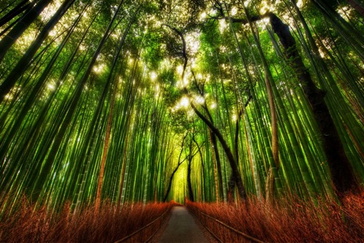 print a poster -  - treesdone.jpg