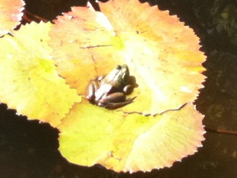 print a poster - Frog On Leaves - frog_1.jpg