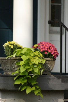 print a poster - Flowers In Flower Pots - IMG8584JPG.jpg