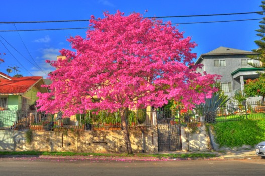 print a poster - Cherry Blossom Tree - 18_Overdone.jpg
