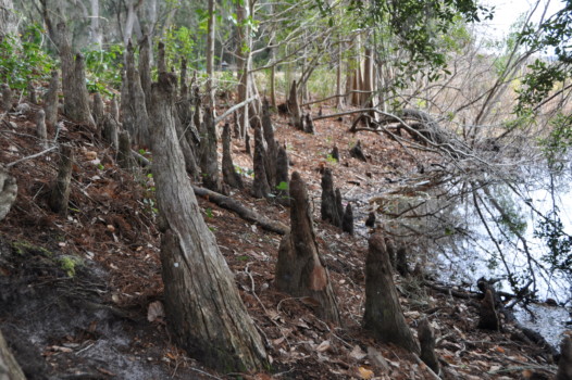 print a poster - Tree - DSC_0794.jpg