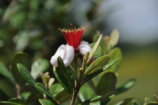 print a poster - Flower - DSC_0973.jpg