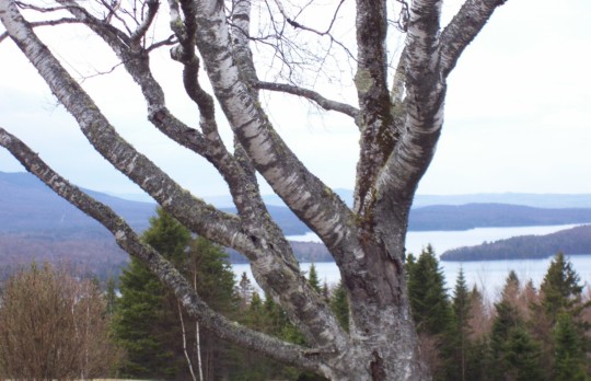 make - Landscape Photo - Spring_2010_photos_030_1.jpg