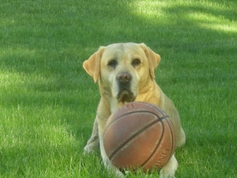 photo - Dog - hercule.jpg