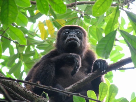 turn - Trees Monkey Sitting Branches - IMG5902JPG.jpg
