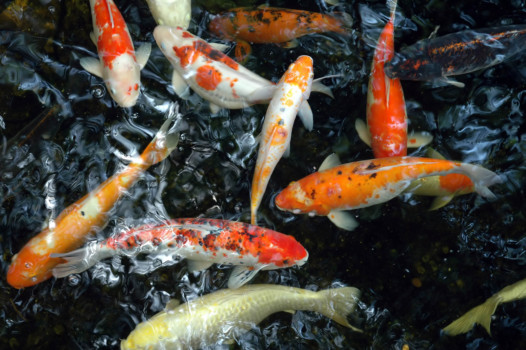 koi photographs - Coy Fish - Lots_of_different_koi_fish_colors.jpg