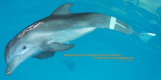 custom - Dolphin - Winter_new_tail2.jpg