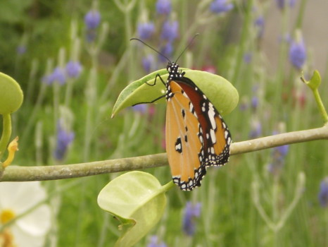print a poster - Butterfly - June_2009_2.jpg