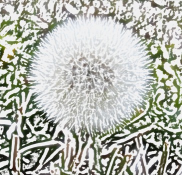 posterbrain -  - dandelion_puff_pencil.jpg