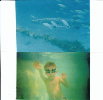 poster brain - Fishes - BARACUDA_AND_WOLFSHARK.jpg
